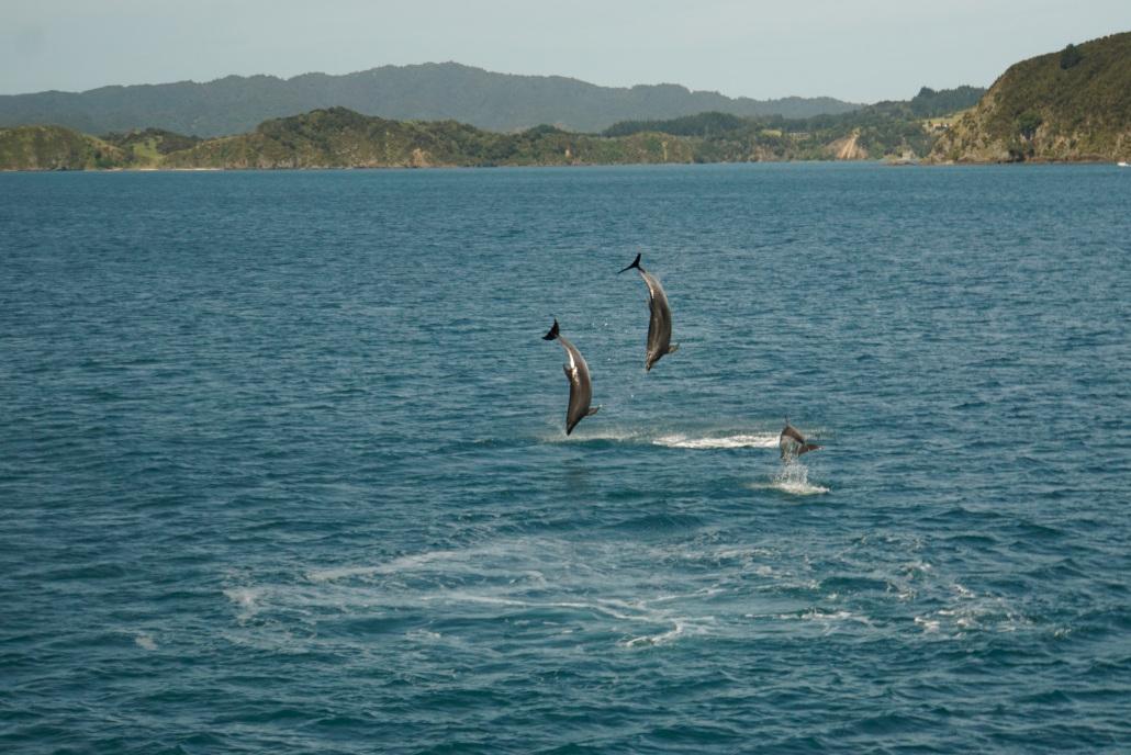 Delfines en la Bahía de las Islas